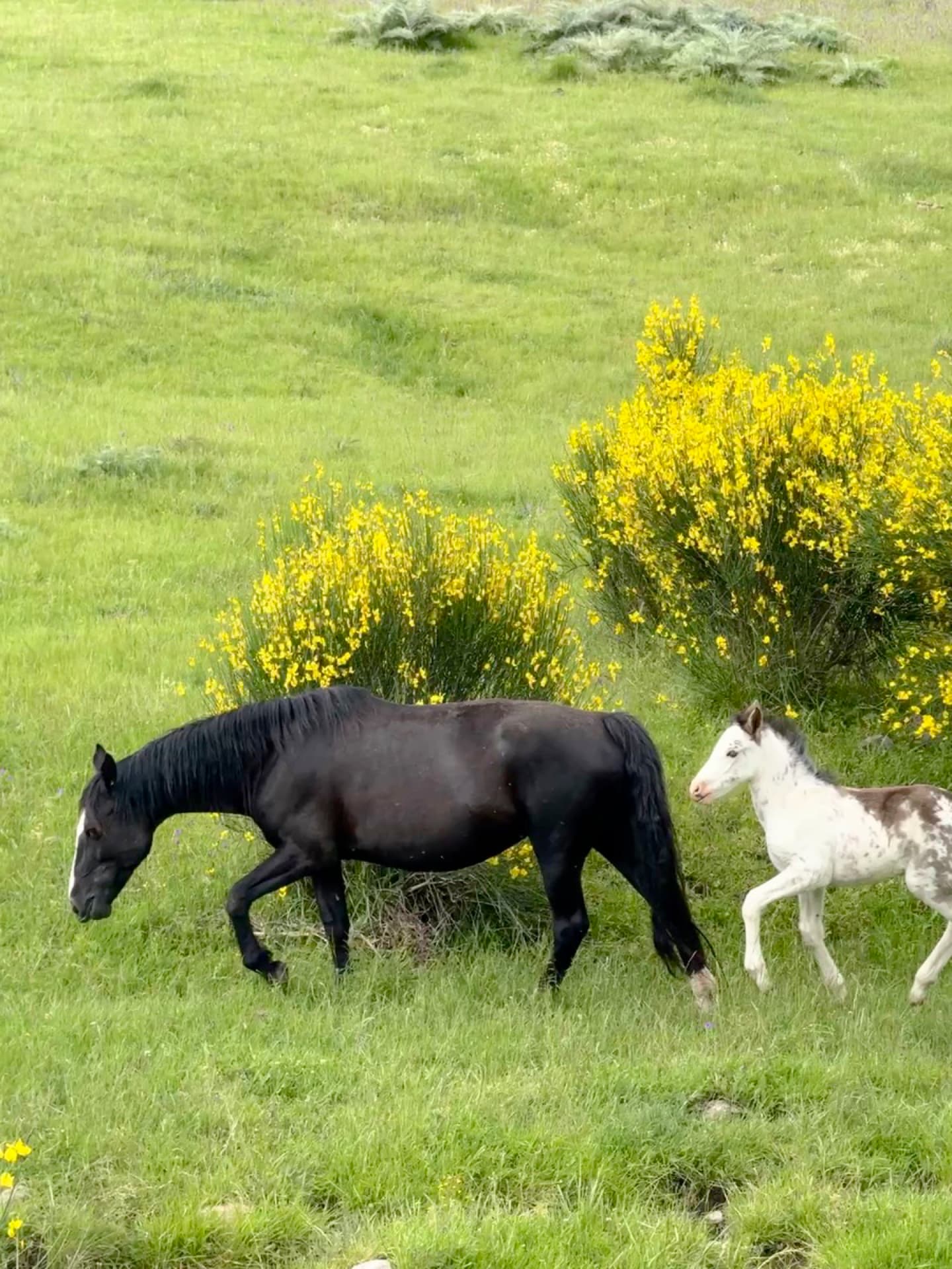 Caballos en la pradera
